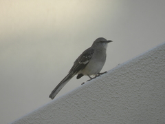 Mimus polyglottos