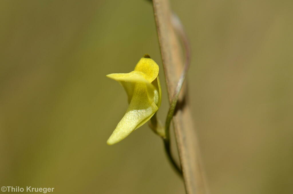 Utricularia circumvoluta P.Taylor