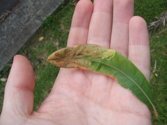 Stegommata sulfuratella