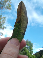 Stegommata sulfuratella