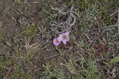 Oxalis laciniata