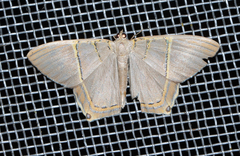 Phrygionis polita