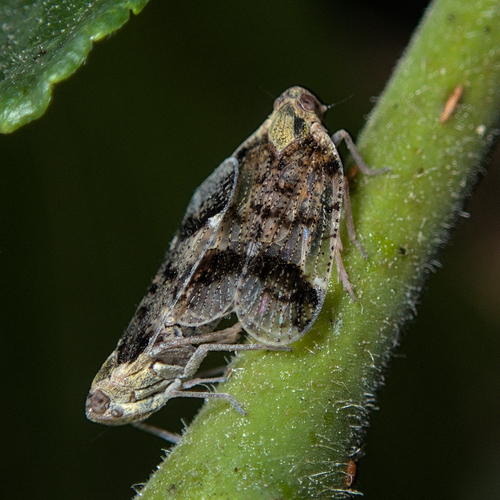 Tigani Insect Tribe Cixiini · iNaturalist