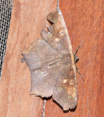 Paragonia cruraria