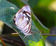 Dynamine postverta mexicana