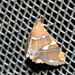 Eulepidotis perlata - Photo 由 Bas van de Meulengraaf 所上傳的 (c) Bas van de Meulengraaf，保留部份權利CC BY-NC