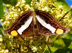 Doxocopa laure laure