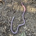 Uluguru Pink Caecilian - Photo (c) michelemenegon, some rights reserved (CC BY-NC), uploaded by michelemenegon