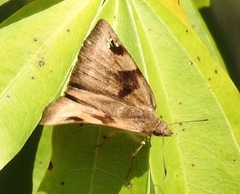Arteurotia tractipennis tractipennis