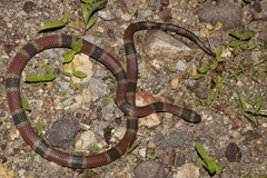 Micrurus nigrocinctus