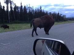 Bison bison athabascae