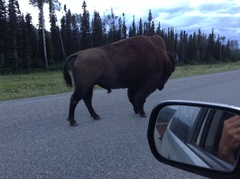 Bison bison athabascae