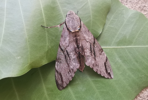 Plain grey hawkmoth