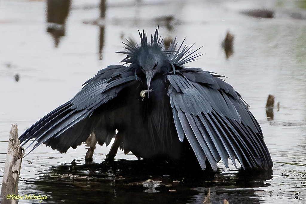 Black Heron