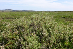 Atriplex paludosa