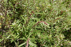 Atriplex paludosa