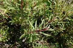 Atriplex paludosa