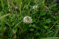 Trifolium repens repens
