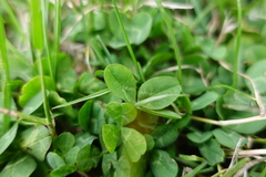 Trifolium repens repens