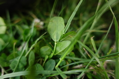 Trifolium repens repens