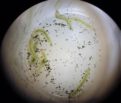 Stegommata sulfuratella