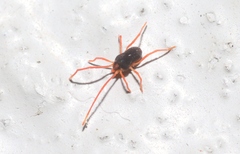 Eriorhynchidae