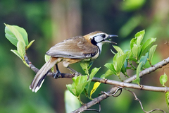 Pterorhinus pectoralis
