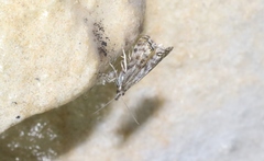 Glaucocharis dilatella