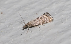 Glaucocharis dilatella