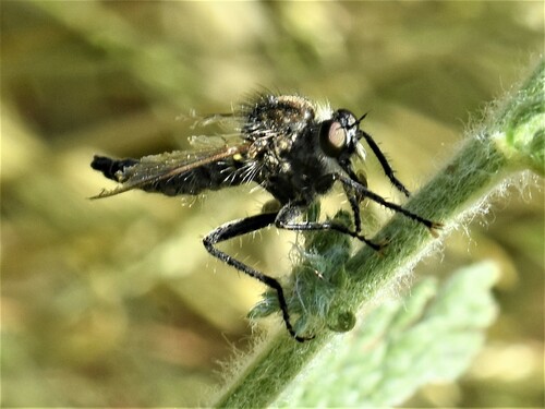fan-bristled robberfly, Groesbeek, Nederland, photo 9 of 10