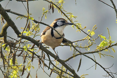 Pterorhinus pectoralis