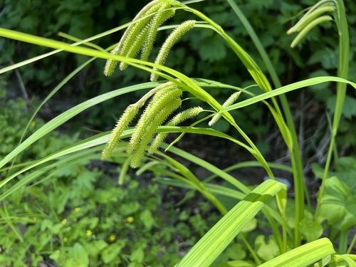 Carex shimidzensis iNat (2)