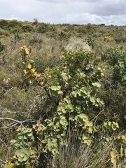 Hakea victoria