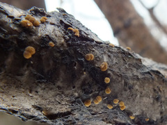 Pezicula cinnamomea