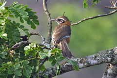 Pterorhinus pectoralis