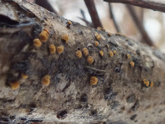 Pezicula cinnamomea