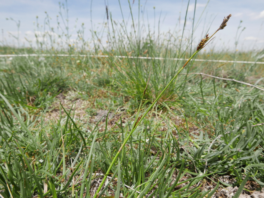 Carex lainzii
