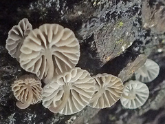 Mycena pseudocorticola