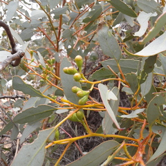 Eucalyptus calcareana