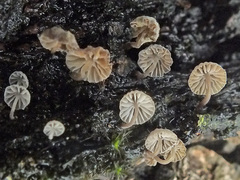 Mycena pseudocorticola