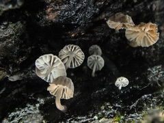 Mycena pseudocorticola
