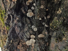 Mycena pseudocorticola