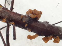 Macrotyphula fistulosa var. contorta image
