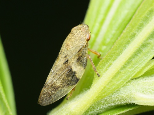 Alksninė Cikada nuotrauka