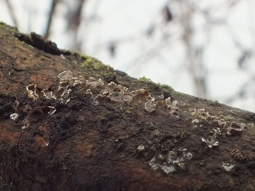 Propolis angulosa image