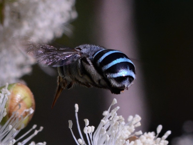 Amegilla walkeri