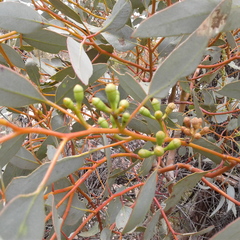 Eucalyptus calcareana