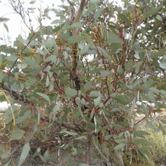 Eucalyptus calcareana