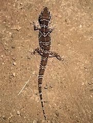 Sahgal's Termite Hill Gecko photo 2