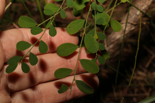 forest phyllanthus (Phyllanthus similis)